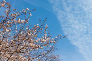 rewire your brain from trauma